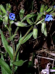 Attēlu rezultāti vaicājumam “Pulmonaria angustifolia flower”