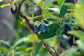 Attēlu rezultāti vaicājumam “Lonicera caerulea var. pallasii flower”