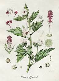 Image result for Althaea officinalis