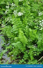 Attēlu rezultāti vaicājumam “Berula erecta leaf”