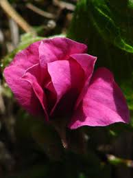 Attēlu rezultāti vaicājumam “Rubus arcticus flower”