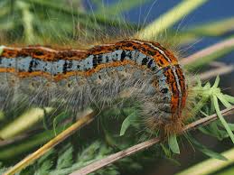 Attēlu rezultāti vaicājumam “Malacosoma castrensis larva”