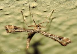 Attēlu rezultāti vaicājumam “Platyptilia gonodactyla”