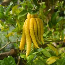 Attēlu rezultāti vaicājumam “Carex ornithopoda fruit”