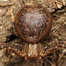 Attēlu rezultāti vaicājumam “Xysticus bifasciatus”