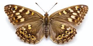 Attēlu rezultāti vaicājumam “Pararge aegeria”