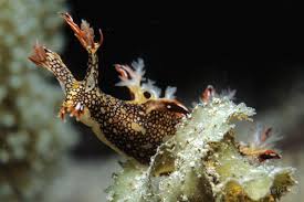 ผลการค้นหารูปภาพสำหรับ Bornella Anguilla