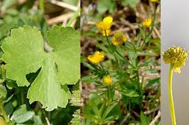 Attēlu rezultāti vaicājumam “Ranunculus auricomus”