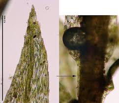 Attēlu rezultāti vaicājumam “Pohlia”