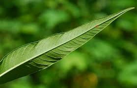 Attēlu rezultāti vaicājumam “Persicaria lapathifolia leaf”