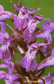 Attēlu rezultāti vaicājumam “Dactylorhiza russowii”