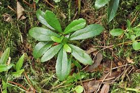 Attēlu rezultāti vaicājumam “Chimaphila umbellata leaf”