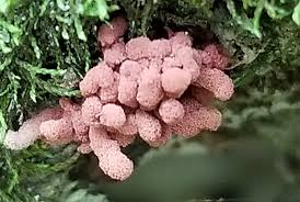 Attēlu rezultāti vaicājumam “Arcyria minuta stalked”