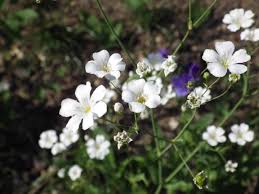 Image result for Gypsophila elegans