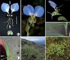 Attēlu rezultāti vaicājumam “Commelinaceae”