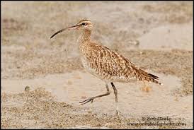 Attēlu rezultāti vaicājumam “Numenius phaeopus adult”