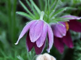 Attēlu rezultāti vaicājumam “Pulsatilla patens”