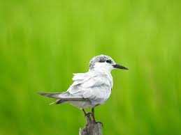 Attēlu rezultāti vaicājumam “Chlidonias hybrida adult”
