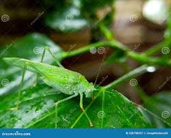 Attēlu rezultāti vaicājumam “Phaneroptera falcata”