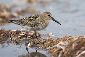 Attēlu rezultāti vaicājumam “Calidris alpina”