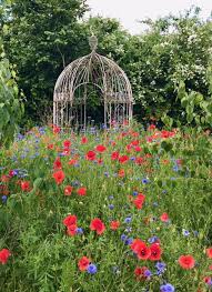 Attēlu rezultāti vaicājumam “Papaver rhoeas flower”