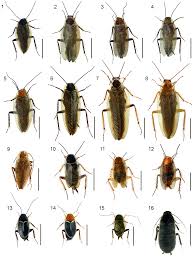 Attēlu rezultāti vaicājumam “Ectobius sylvestris male”