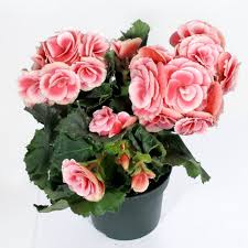 Image result for Бегония Элатиор 12х22 4601887072423