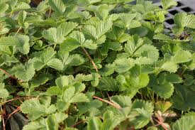 Image result for Fragaria vesca