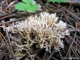 Attēlu rezultāti vaicājumam “Lentaria epichnoa”