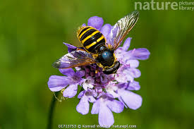 Attēlu rezultāti vaicājumam “Sericomyia silentis”