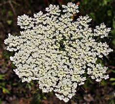 Attēlu rezultāti vaicājumam “Daucus sativus flower”
