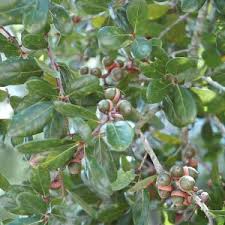 Attēlu rezultāti vaicājumam “Quercus rubra fruit”