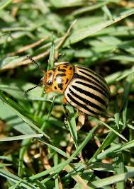 Attēlu rezultāti vaicājumam “Leptinotarsa decemlineata”