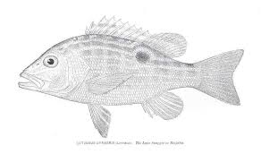Image result for Lutjanus synagris
