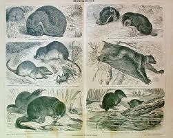 Attēlu rezultāti vaicājumam “Insectivora”