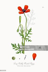 Attēlu rezultāti vaicājumam “Papaver argemone flower”