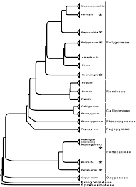 Attēlu rezultāti vaicājumam “Sphacelotheca hydropiperis”