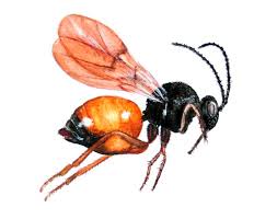 Attēlu rezultāti vaicājumam “Diplolepis rosae”