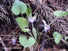 Attēlu rezultāti vaicājumam “Viola collina flower”