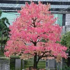 Attēlu rezultāti vaicājumam “Cercidiphyllum japonicum flower”