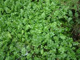 Attēlu rezultāti vaicājumam “Berula erecta”