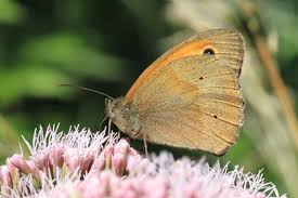 Attēlu rezultāti vaicājumam “Maniola jurtina”