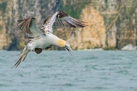 Image result for Morus bassanus