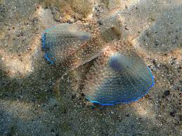 Image result for Dactylopterus volitans