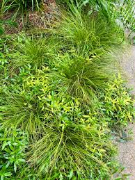 Attēlu rezultāti vaicājumam “Carex appropinquata leaf”