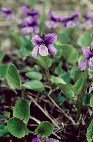 Attēlu rezultāti vaicājumam “Viola uliginosa”
