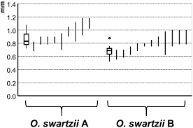 Attēlu rezultāti vaicājumam “Oxyrrhynchium hians var. rigidum macro”