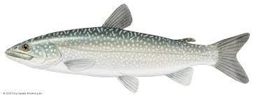 Image result for Salvelinus namaycush