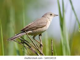 Attēlu rezultāti vaicājumam “Sylvia nisoria”