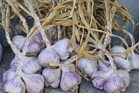 Attēlu rezultāti vaicājumam “Allium sativum fruit”